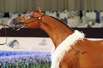 Horse exhibition in Dubai
