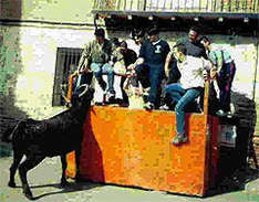 Running of the bulls in Pamplona